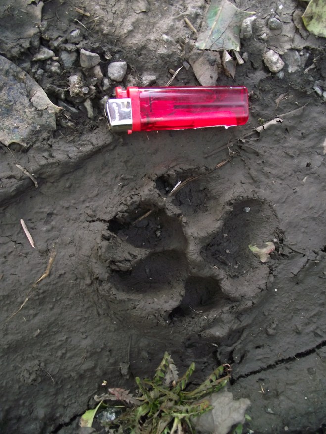 Devil hound or just a normal big dog print?