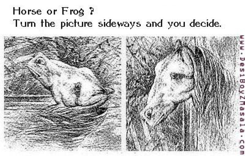 horse or frog