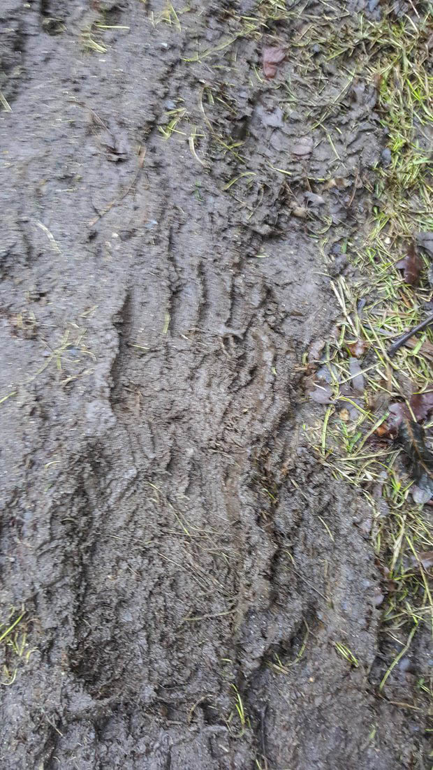 bigfoot-sighting-846357