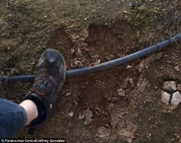 4571D35A00000578-4990702-Gonzalez_said_the_farmer_told_of_how_one_of_the_Bigfoot_apparent-a-1_1508305025468
